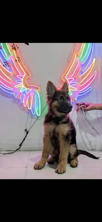 3months male