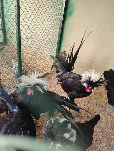 black polish health active males