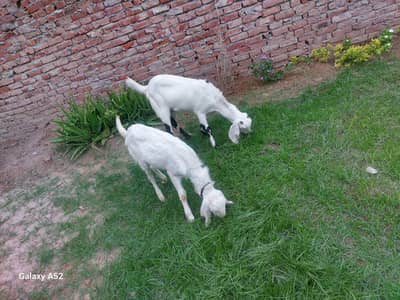 rajanpuri bakra and path for sale