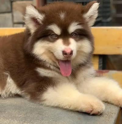 Siberian husky