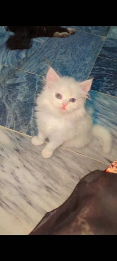 Persian cats For sale