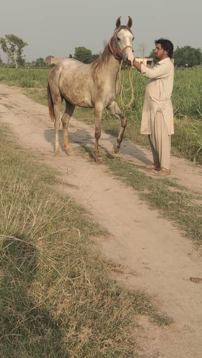 Kulli Wacheri