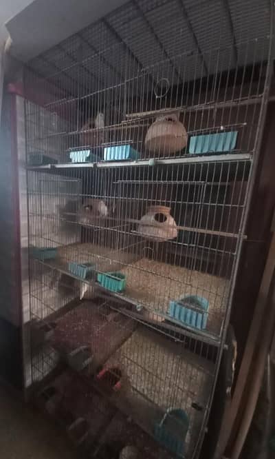 Albino Persnata Red Eye breeder pairs with cage