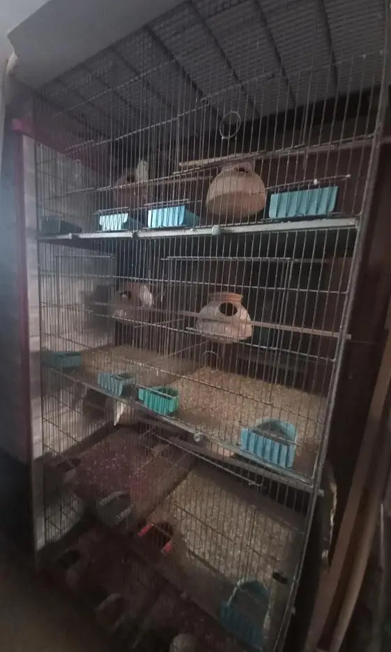 Albino Persnata Red Eye breeder pairs with cage