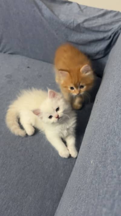 Persian kittens available