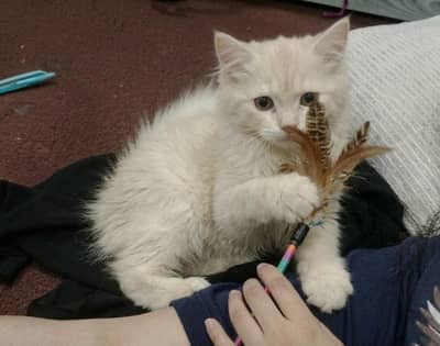 Fawn male  kitten 03234102419