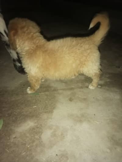 a poodle dog