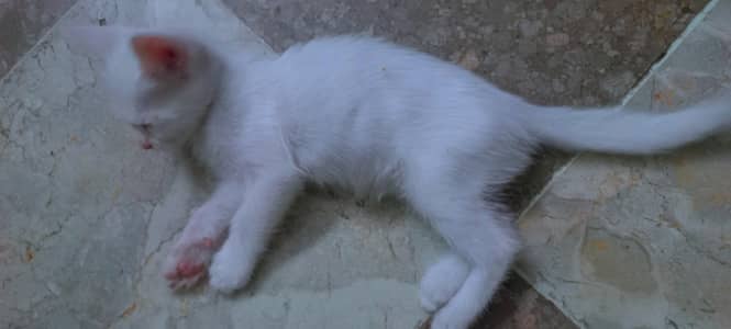 cat sell urgent
