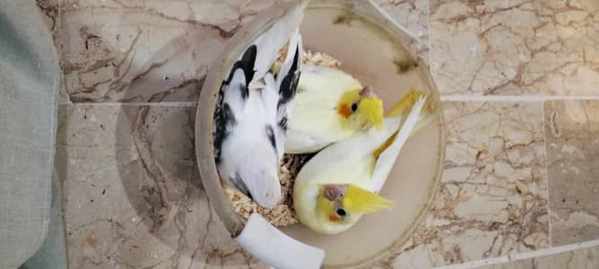 Handtame Cockatiel chicks (03101131712)