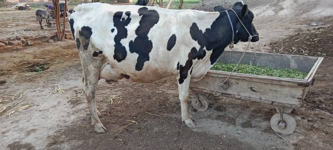 American frison cow