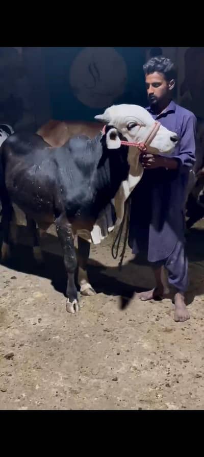 Al reham cattle and dairy
