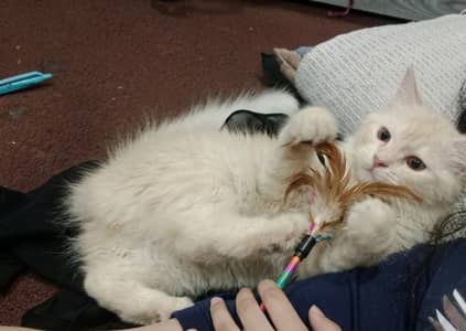 male kitten available for sale 03234102419