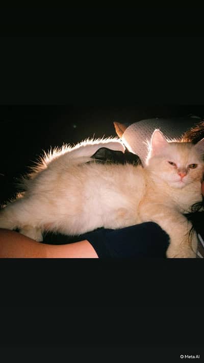 Persian male. kitten fawn color sale 03234102419