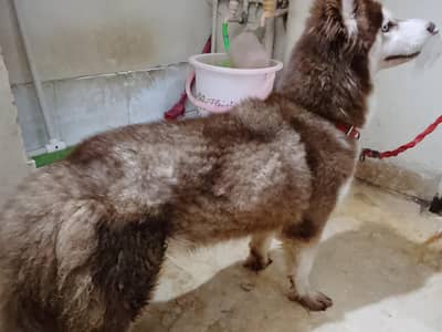 saibairoan dogs
