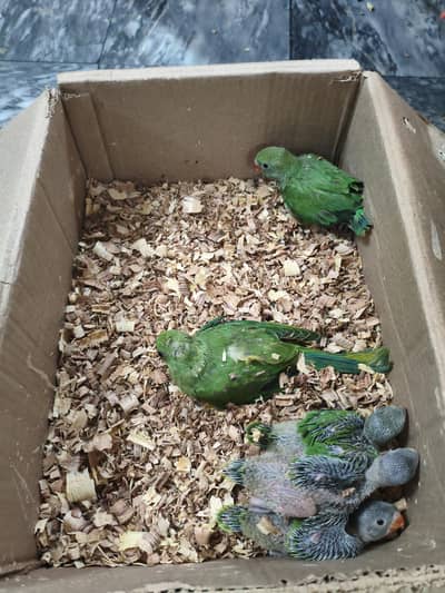 Ringnack chick available location dinga city