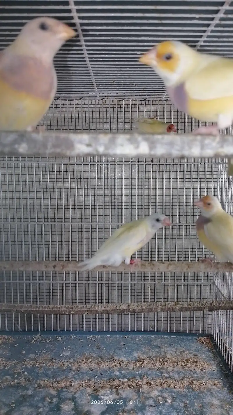 lady gouldian for sale