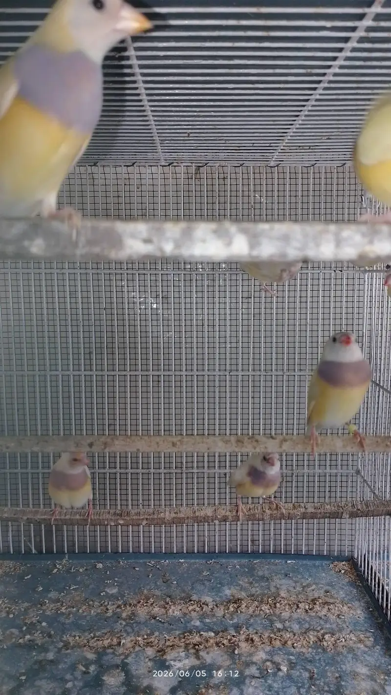 lady gouldian for sale — photo 2