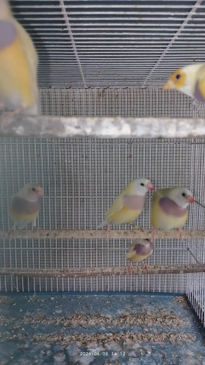 lady gouldian for sale — photo 3
