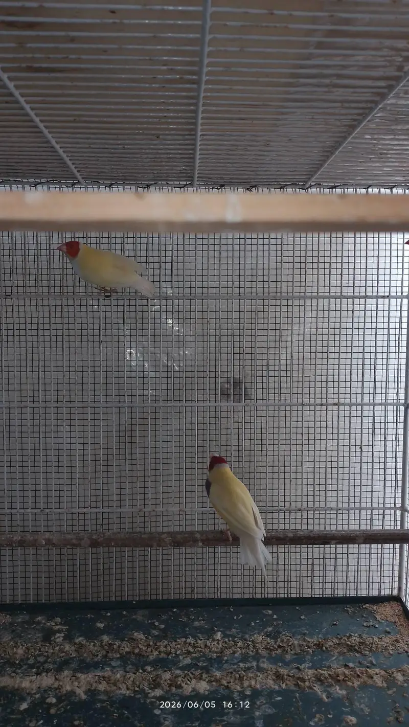 lady gouldian for sale — photo 4