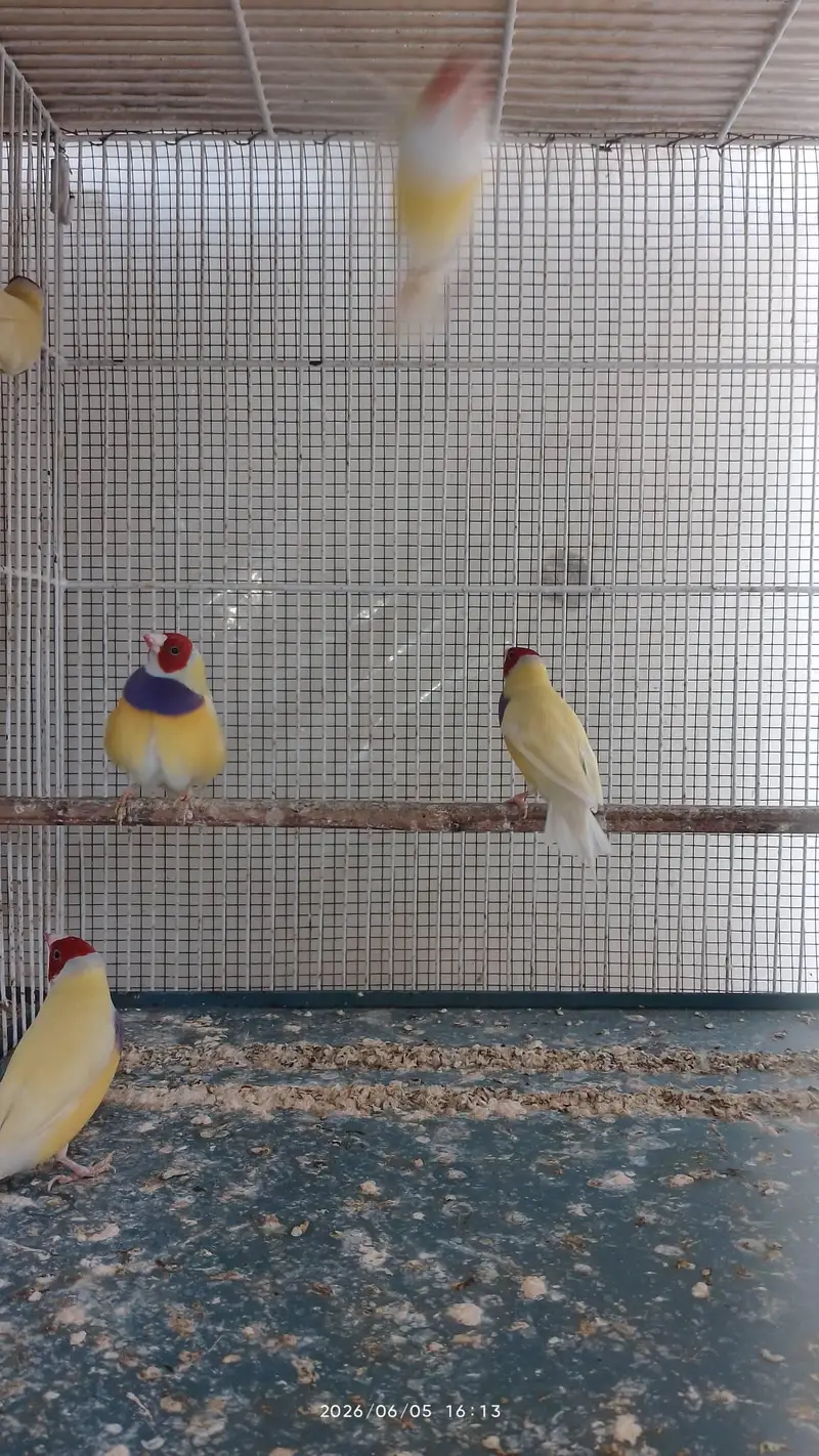 lady gouldian for sale — photo 5