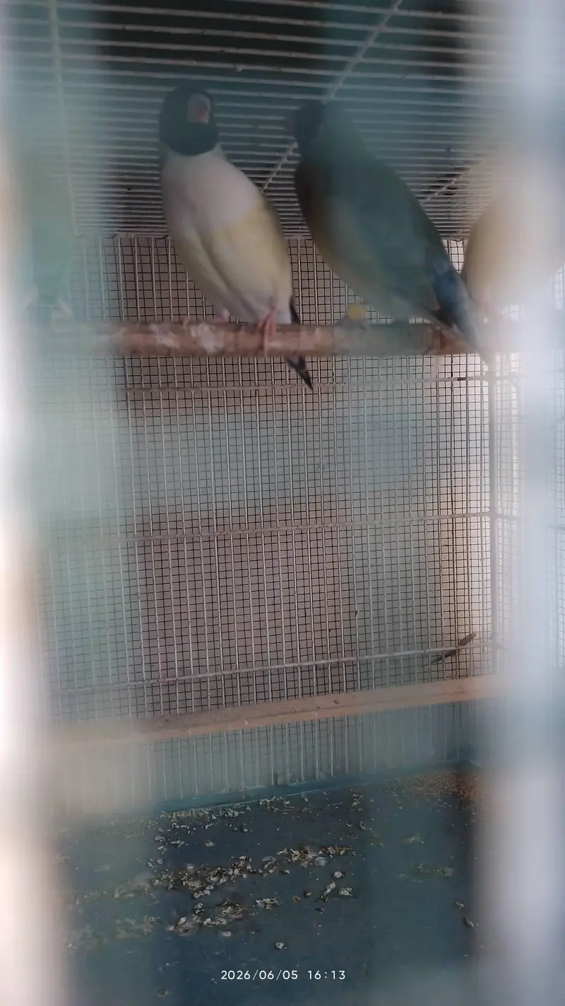lady gouldian for sale — photo 6
