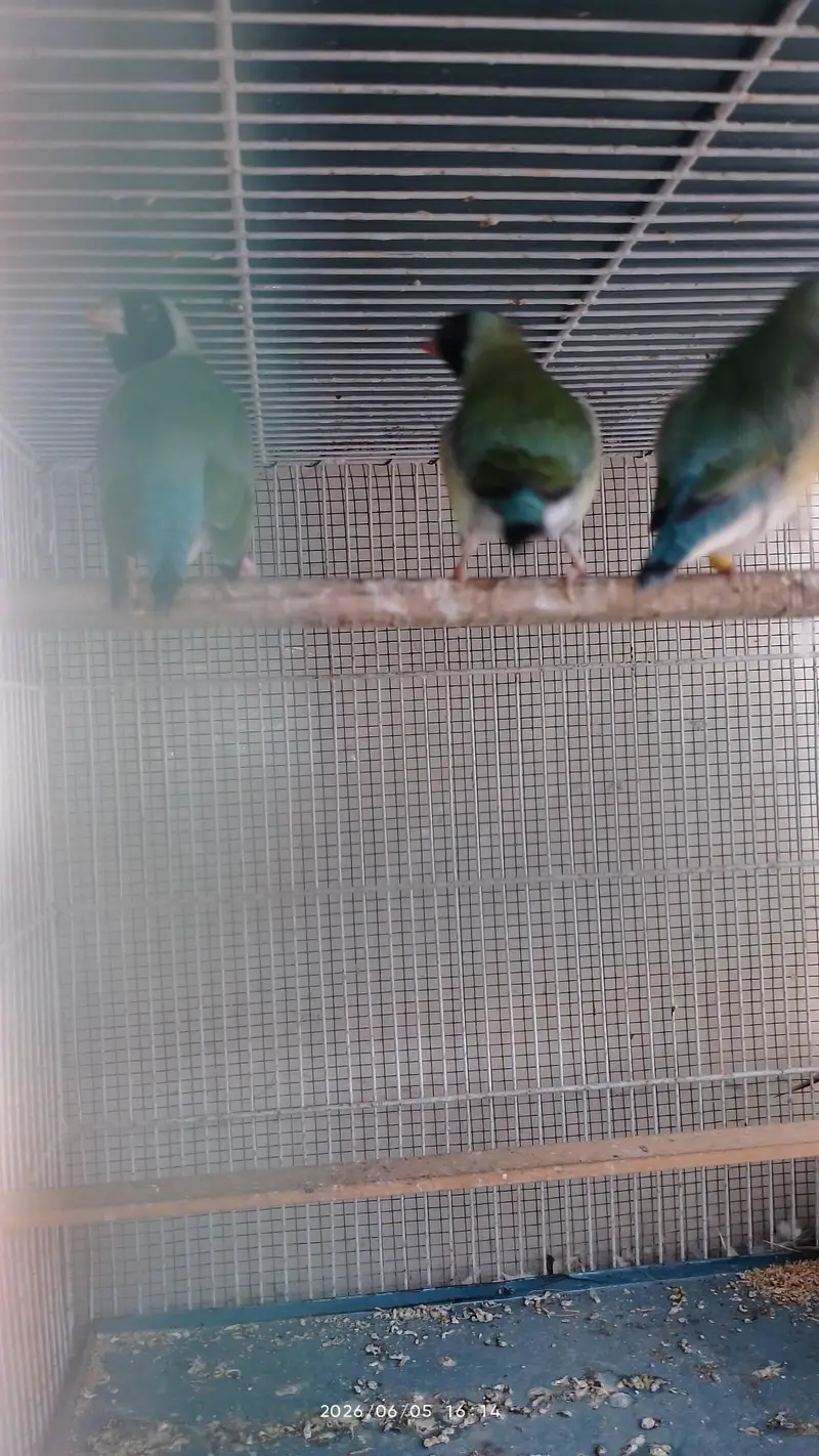 lady gouldian for sale — photo 7