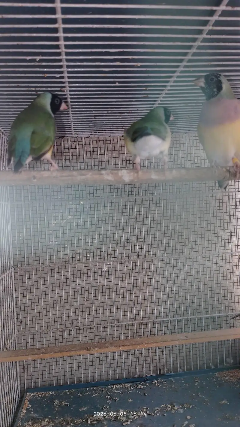 lady gouldian for sale — photo 8