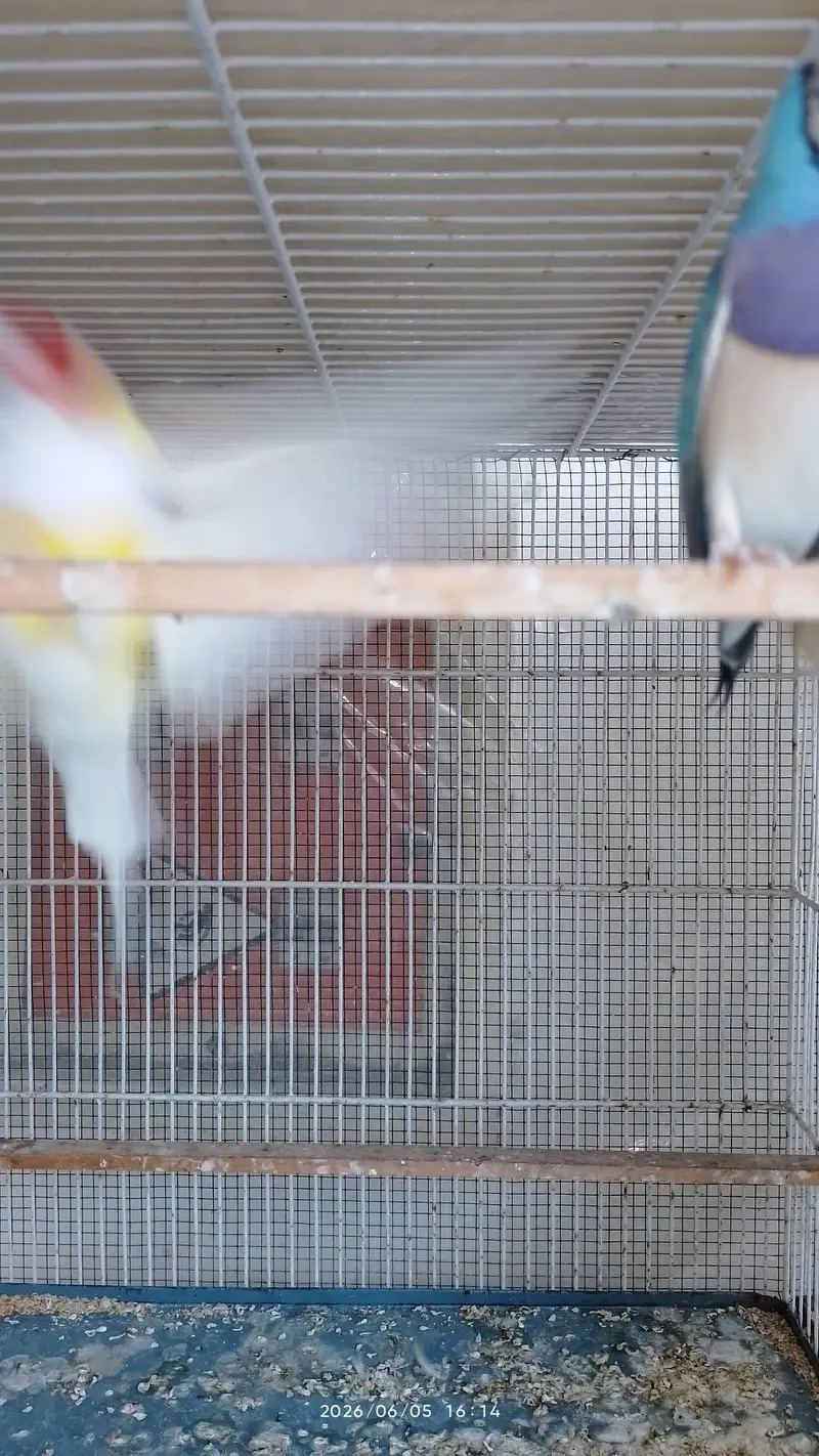 lady gouldian for sale — photo 9