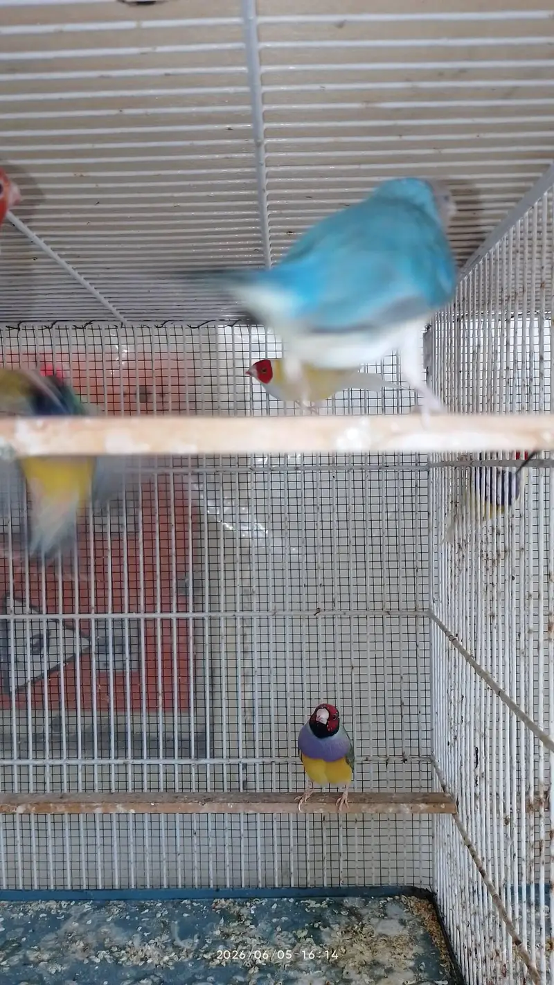 lady gouldian for sale — photo 10