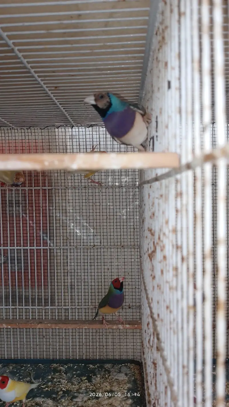 lady gouldian for sale — photo 11