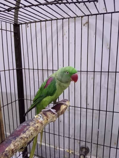 Raw Parrot
