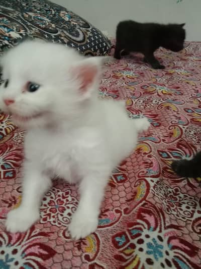 For Sale
