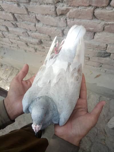 male pegeon