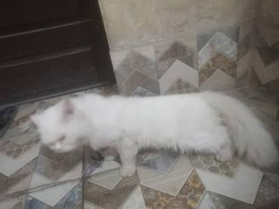 Persian male white cat for sale