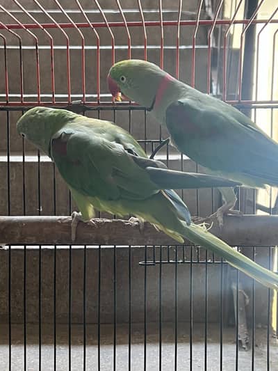 Alexandrine Breeder and talking Pair with cage