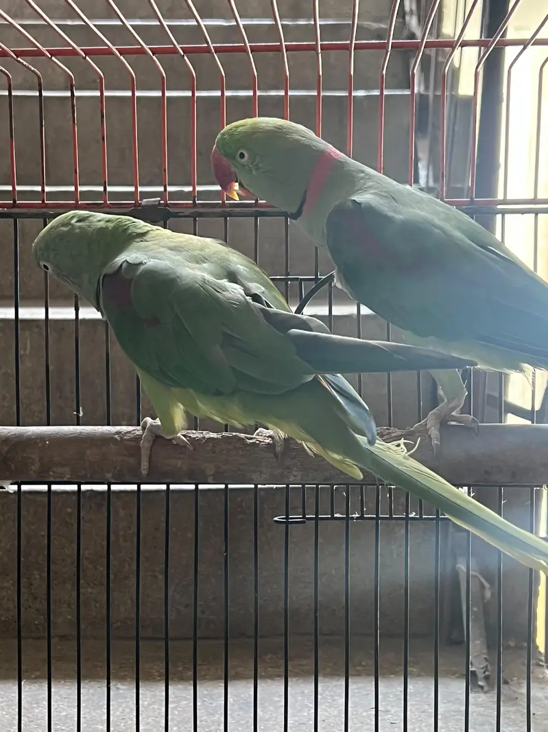 Alexandrine Breeder and talking Pair with cage