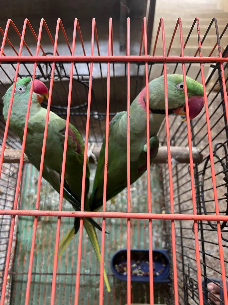 Alexandrine Breeder and talking Pair with cage — photo 2