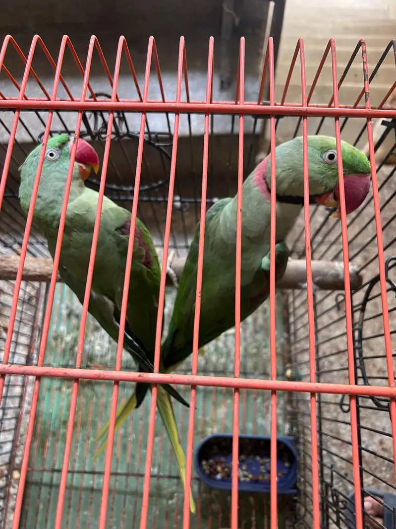 Alexandrine Breeder and talking Pair with cage — photo 3
