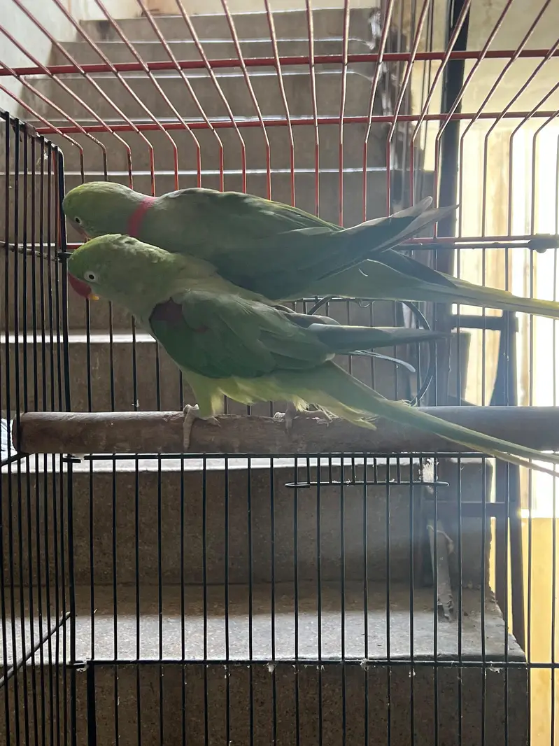 Alexandrine Breeder and talking Pair with cage — photo 4