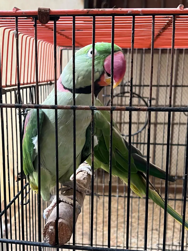 Alexandrine Breeder and talking Pair with cage — photo 5
