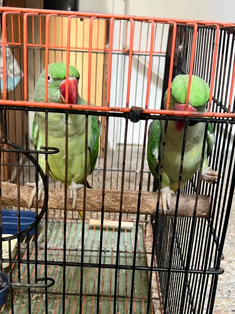 Alexandrine Breeder and talking Pair with cage — photo 6