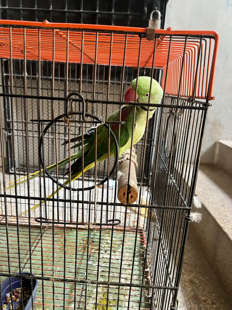 Alexandrine Breeder and talking Pair with cage — photo 7