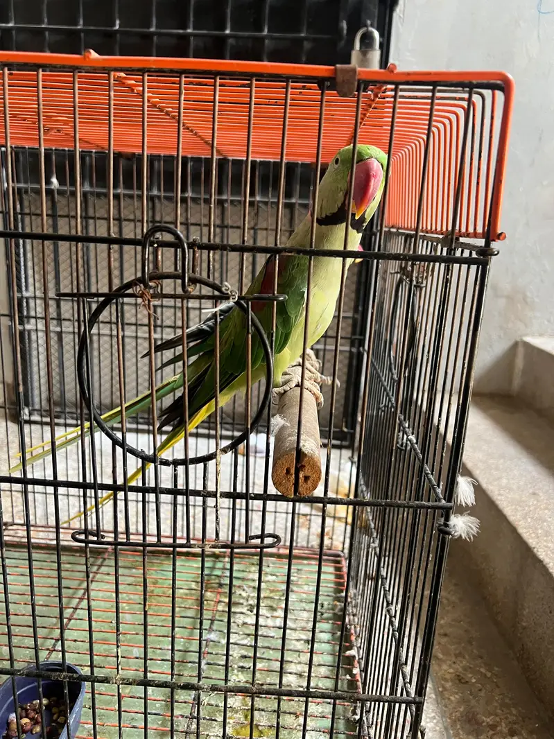 Alexandrine Breeder and talking Pair with cage — photo 8