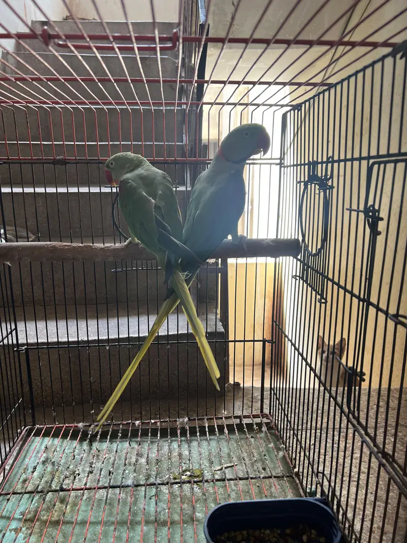 Alexandrine Breeder and talking Pair with cage — photo 9
