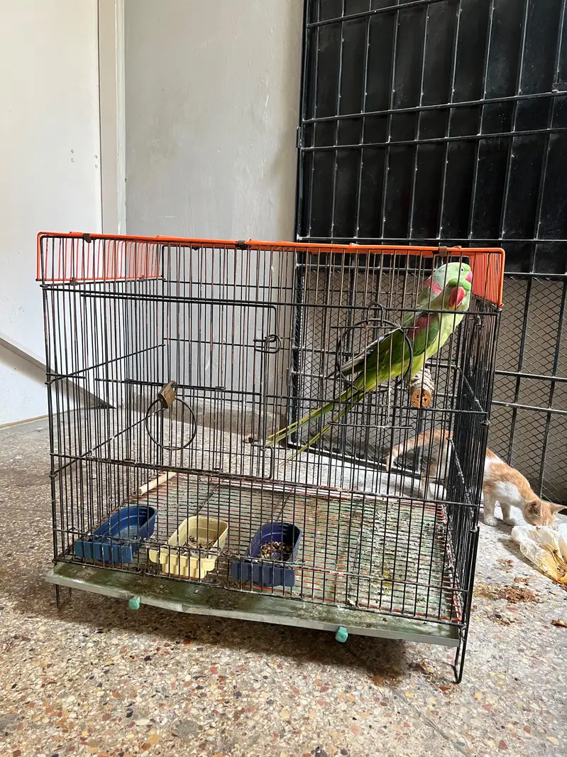 Alexandrine Breeder and talking Pair with cage — photo 10