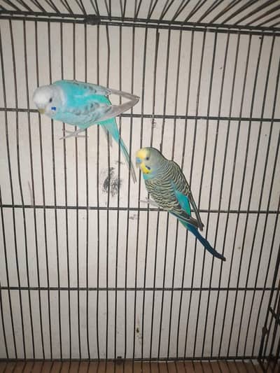 silkie pair / love birds and rainbow budgies and cages for sale