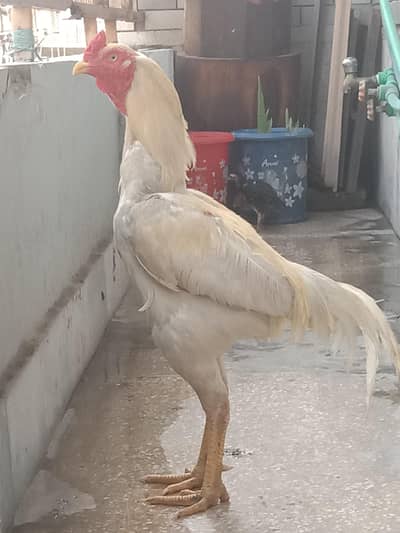BEST BREEDER ASEEP HEEERA CONTACT NO. . 03180039211