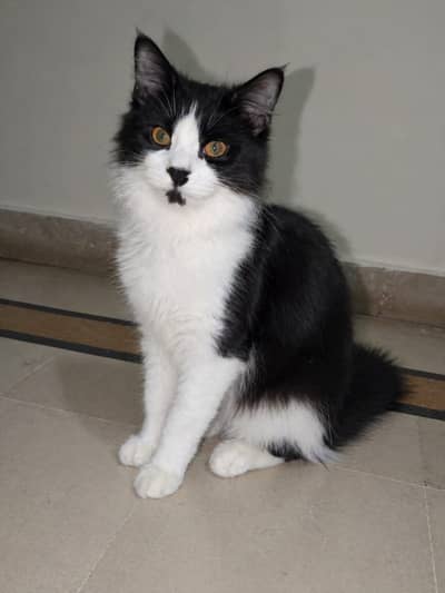Cat is very active 2 in 1 color white and black