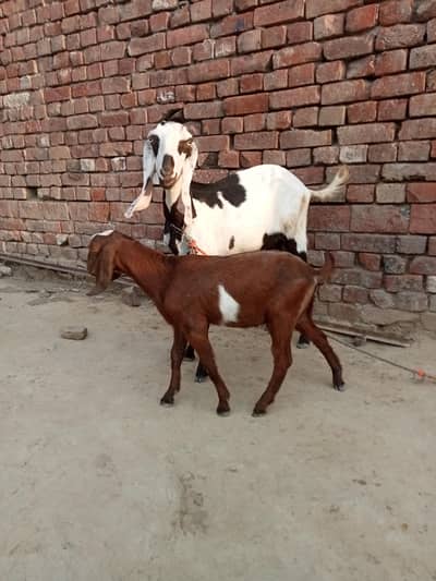 goat for sell