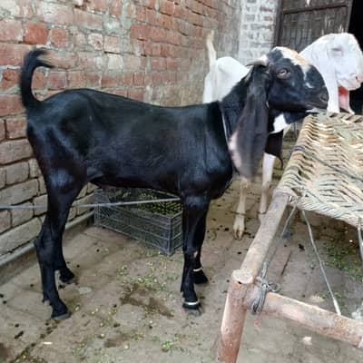 2 Bakray For Sale